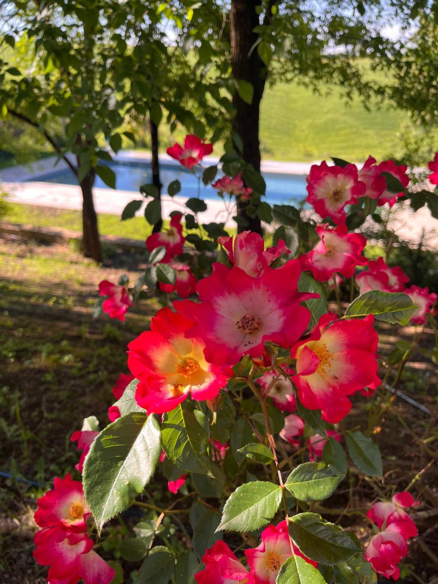 Agriturismo San Fabio Castelnuovo Berardenga Eksteriør bilde